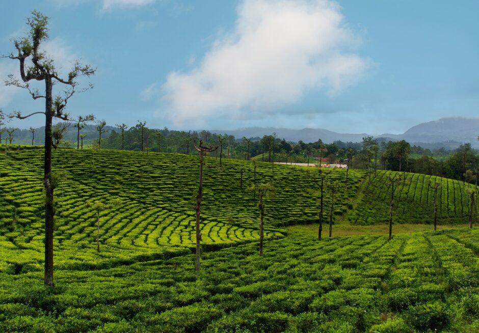 A colorful and beautiful landscape at the outskirts of Valparai hill station,coimbatore,India.